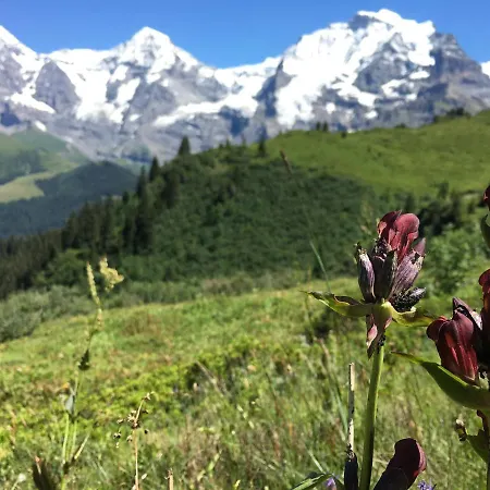 Alpenkraeuter Baeren