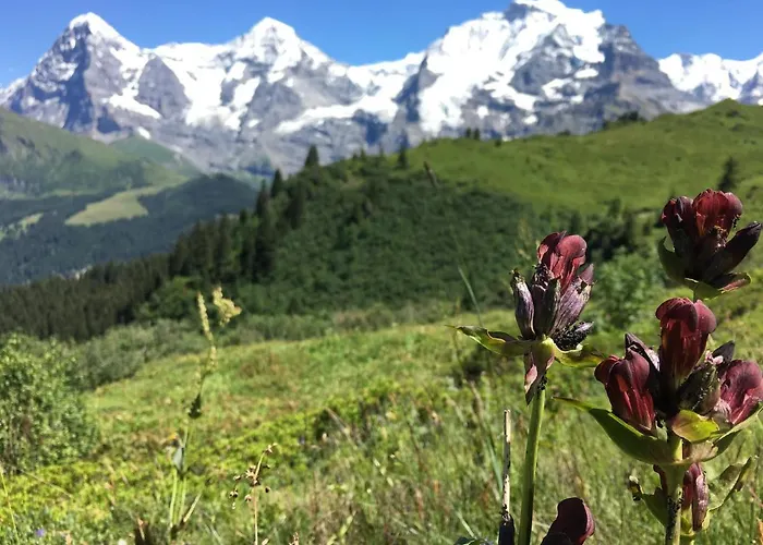 Alpenkraeuter Baeren