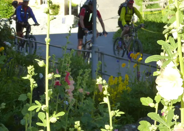 Alpenkraeuter Baeren