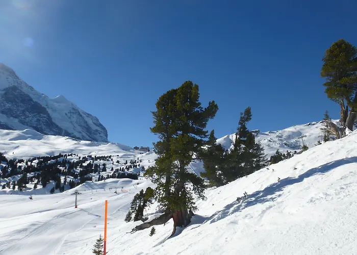 Alpenkraeuter Baeren Hotel